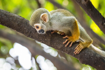 Cute portrait of squirrel monkey in amazon jungle