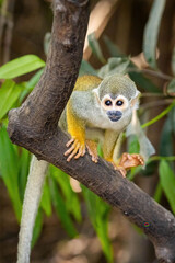 Naklejka na ściany i meble Cute portrait of squirrel monkey in amazon jungle