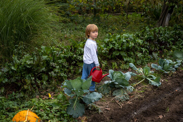 A child waters organic vegetables in the vegetable garden. Organic food. Child helps parents in the...