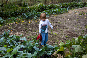 A child waters organic vegetables in the vegetable garden. Organic food. Child helps parents in the garden	