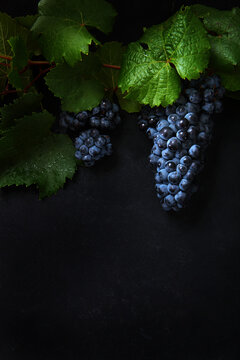 Ripe grapes. Wine grape variety on black background.Copy space.Flat lay.