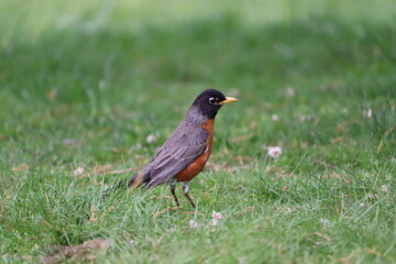 robin on the grass