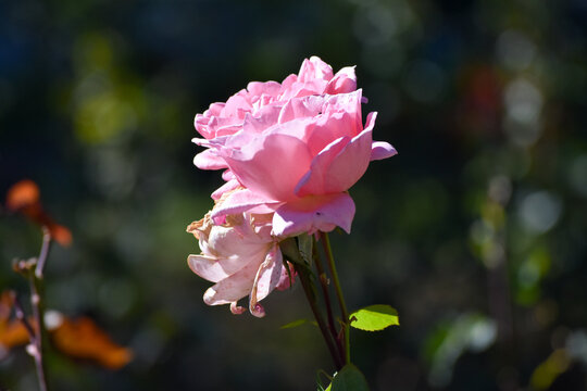 Rosa con insecto asomando la cabeza en uno de sus p&eacute;talos
