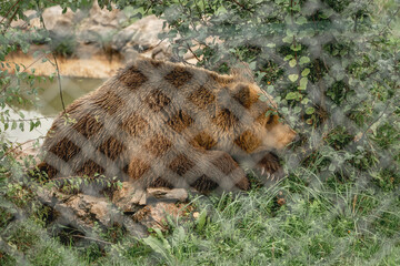Bear in captivity in sanctuary in a cage in Kutarevo Croatia