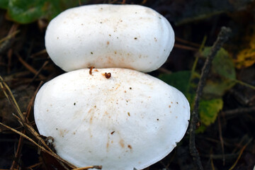 Lycoperdon Pers. (purchawka) – rodzaj grzybów z rodziny purchawkowatych.  W Europie występuje 14 gatunków. - obrazy, fototapety, plakaty