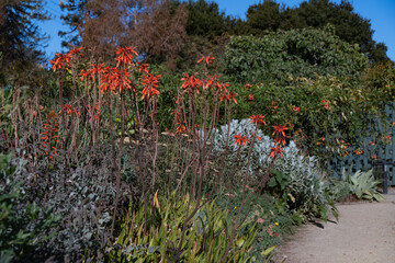 Landscape of Aloe Chabaudii