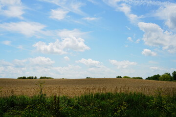 Wheat fields growing on farmlands outside of Fond du Lac, Wisconsin during July.