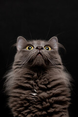 Ritratto di gatto Nebelung