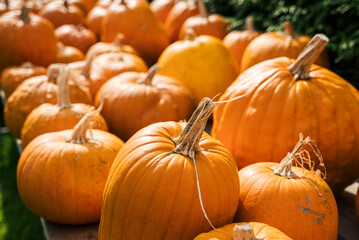 Decorative orange pumpkins on display at the farmers market. Orange ornamental pumpkins in sunlight. Harvesting and Halloween concept
