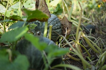 snake in the grass