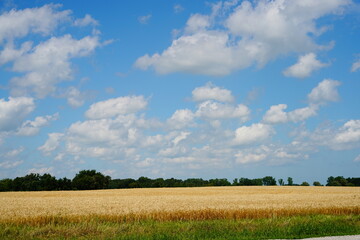 Wheat fields growing on farmlands outside of Fond du Lac, Wisconsin during July.