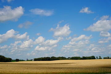 Wheat fields growing on farmlands outside of Fond du Lac, Wisconsin during July.