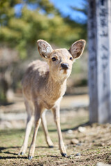 奈良公園の鹿