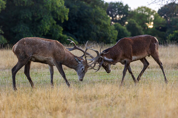 Richmond park, the red deer (Cervus elaphus) two males fighting