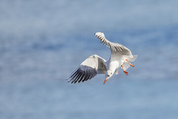small black-headed gull (Chroicocephalus ridibundus) flying with the blue sky