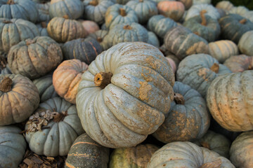 Pile of pumpkins on the farm