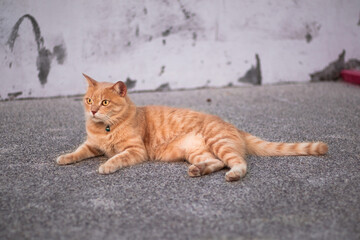 Orange street cat on the sidewalk