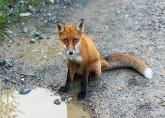 Cute red fox sitting on a dirt road and looking at the camera