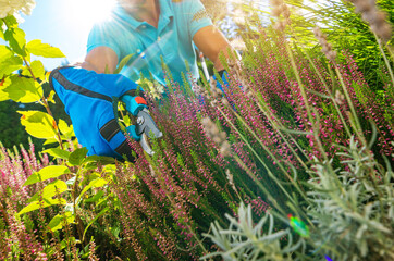 Removing Dead Parts From the Heather Flowers