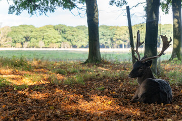 Portrait of majestic powerful adult deer stag in Autumn forest