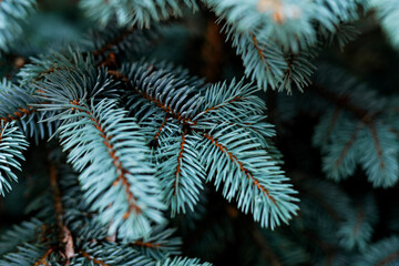Christmas tree close up