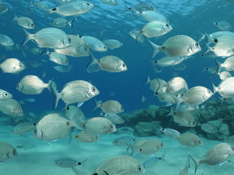 fish scenery underwater underwater mediterranean sea sun shine relaxing ocean scenery sea breams