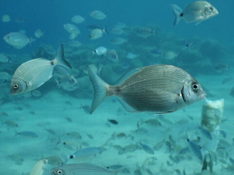 fish scenery underwater underwater mediterranean sea sun shine relaxing ocean scenery sea breams