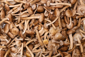 Armillaria mellea mushrooms background. Clean washed honey fungus or honey agarics.