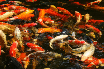 Obraz na płótnie Canvas River pond decorative orange underwater fishes nishikigoi. Aquarium koi Asian Japanese wildlife colorful landscape nature. Colorful Koi fish swimming in water
