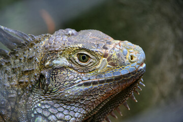 Fototapeta premium head of green iguana detail close up. Lizard forest dragon male closeup head, animal closeup. Giant iguana portrait is resting. 