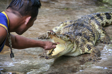 Crocodile huntsman or trainer showing to put his hand inside big crocodile open mouth. Dangerous...