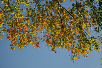 Early fall leaf colors in the tree with a sky view