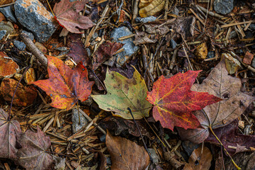fall leaf in the ground 