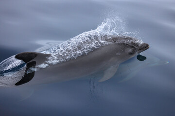 bottlenose dolphin 
