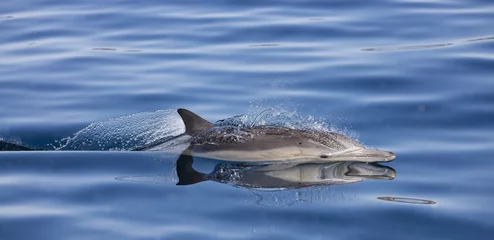 Foto op Plexiglas dolphin swimming in the water © FPLV