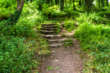 Old stone steps in grassy woodland - 654998502