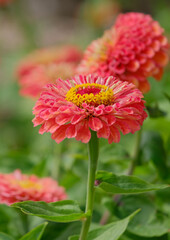 Obraz premium Orange Zinnia flower. Flower background