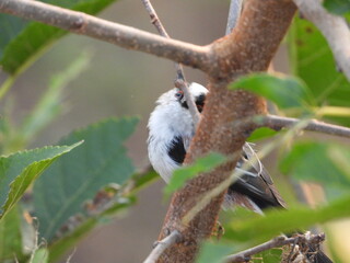 The bird is clinging to the tree.