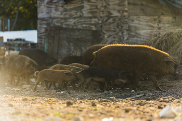 Mangalica adult pigs and piglets running outdoors on a farm . High quality photo