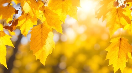 Obraz premium close up Beautiful blurred autumn background with yellow-gold leaves in the rays of sunlight on a dark natural background.