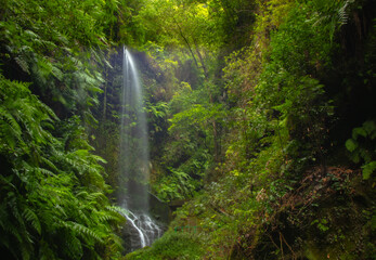 Bosque de Laurisilva, helechos y una cascada en la Isla de La Palma, Canarias. - obrazy, fototapety, plakaty