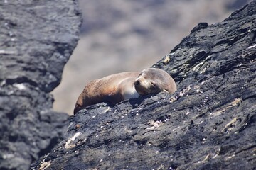 
Marine Animals on the Coast of Chile: Diverse and fascinating, Chile's coastal waters host marine life