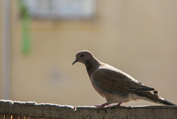 Curious Pigeon - When I was taking pictures of this pigeon, she/he was looking at me curiously