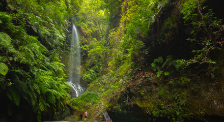 Bosque de laurisilva, con helechos, y una cascada en la isla de La Palma, Canarias. © Maxi Perez