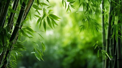 Fototapeta na wymiar Bamboo forest,green nature background 