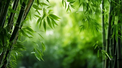 Keuken spatwand met foto Bamboo forest,green nature background  © Abdul