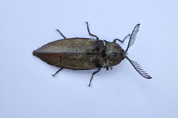 Elateridae or click beetles are a family of spring beetles