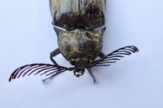 Elateridae or click beetles are a family of spring beetles