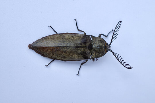 Elateridae or click beetles are a family of spring beetles
