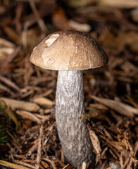 Bolete mushroom